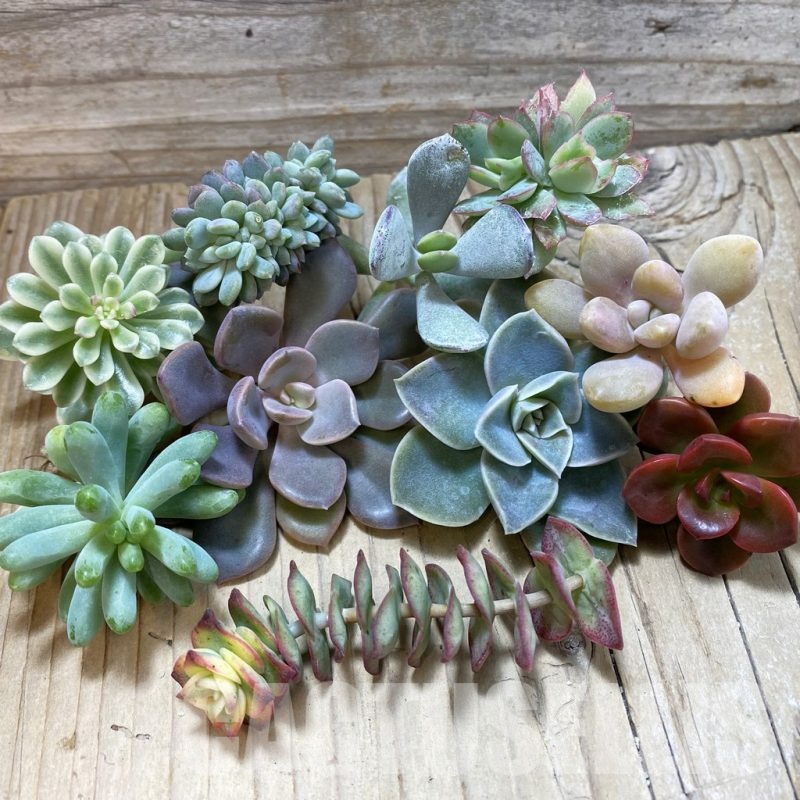 SH24621 Succulents mix, cuted