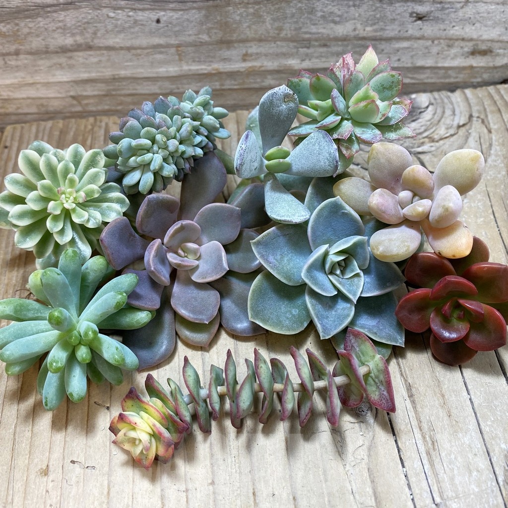 SH24621 Succulents mix, cuted