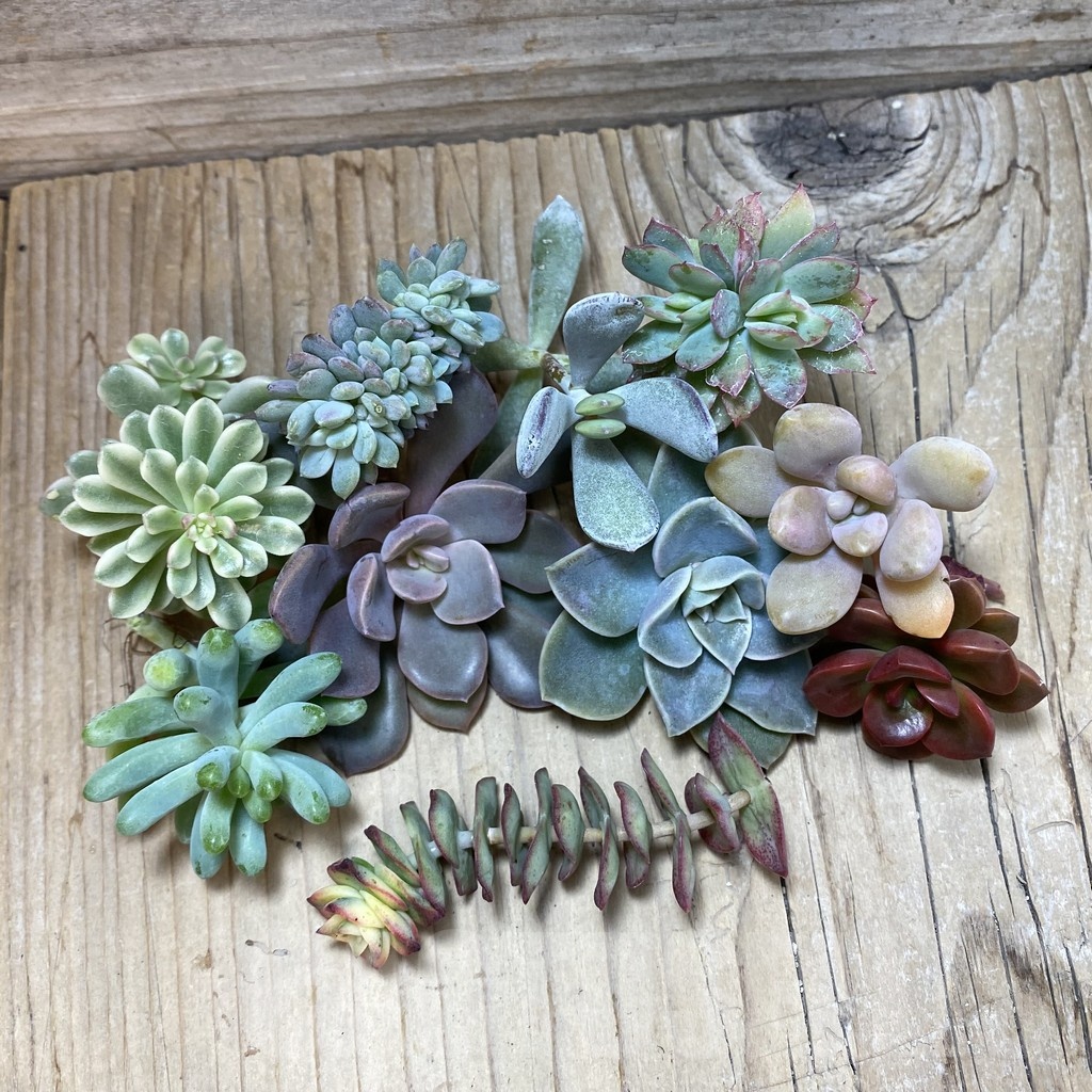 SH24621 Succulents mix, cuted - Зображення 2