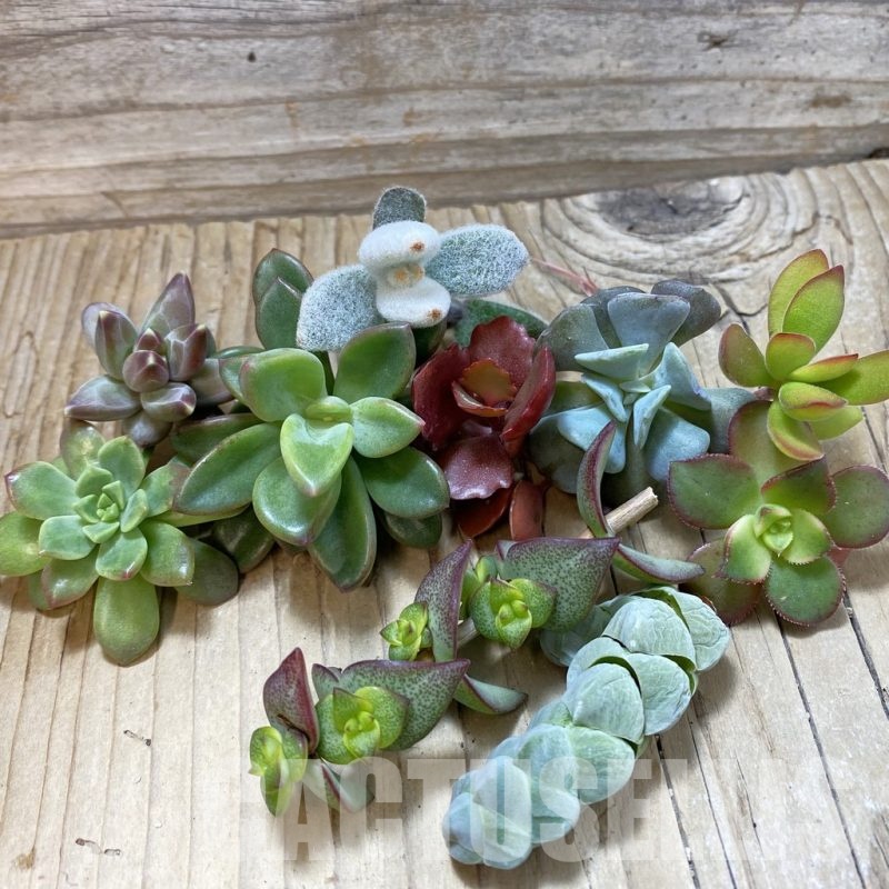 SH24622 Succulents mix, cuted