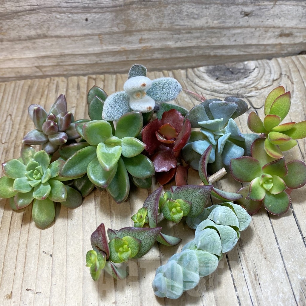 SH24622 Succulents mix, cuted