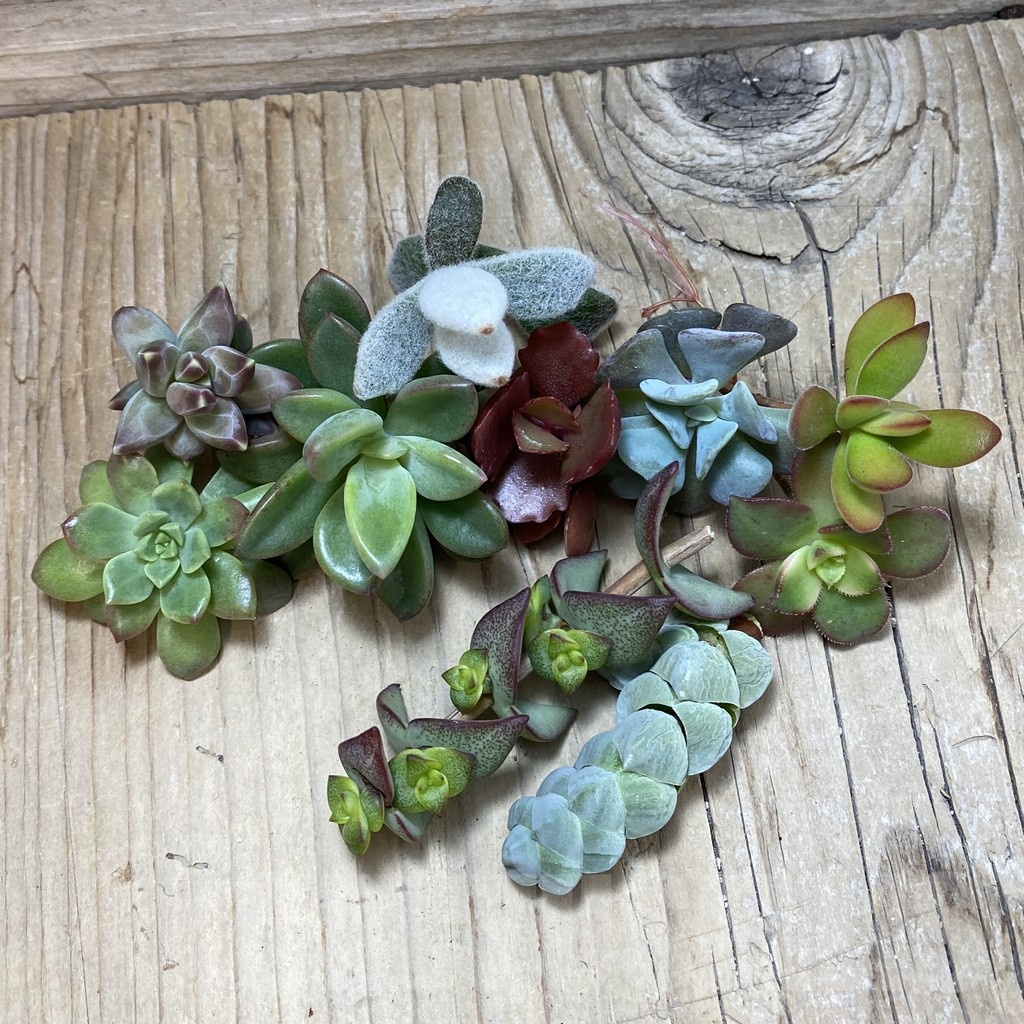 SH24622 Succulents mix, cuted - Image 2