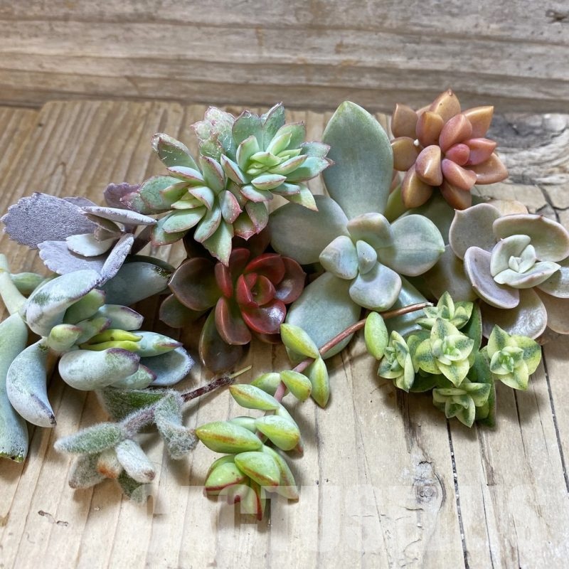 SH24623 Succulents mix, cuted