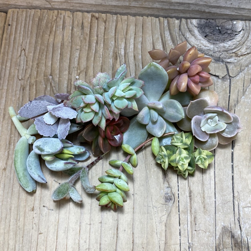 SH24623 Succulents mix, cuted - immagine 2