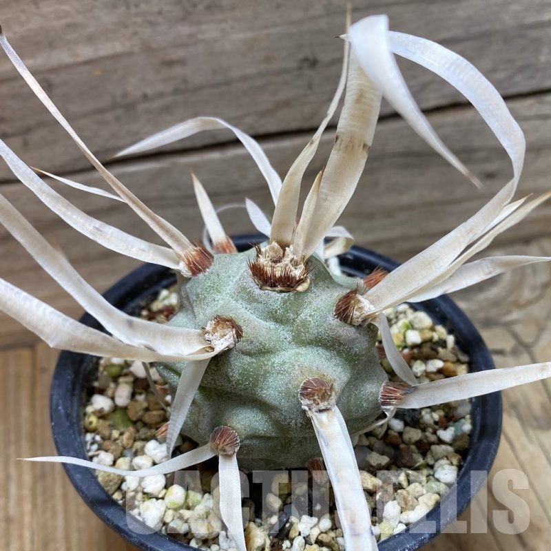 SH24493 Tephrocactus articulatus v. papyracanthus