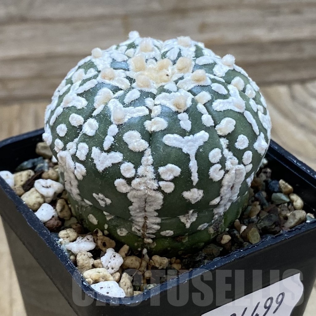 SH24499 Astrophytum asterias ‘Super Kabuto’ V-type – Image 2