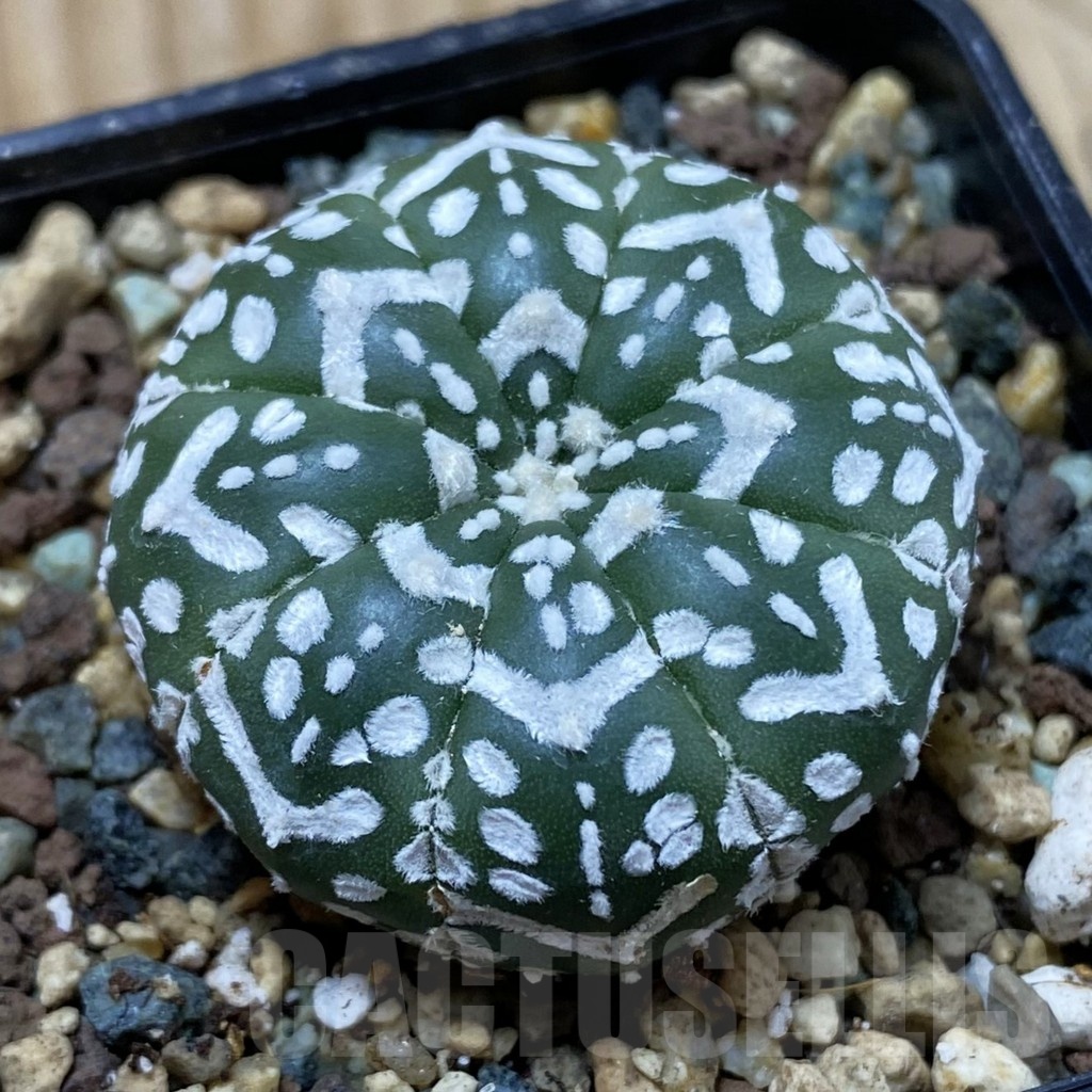 SH24500 Astrophytum asterias ‘Super Kabuto’ V-type f. nudum