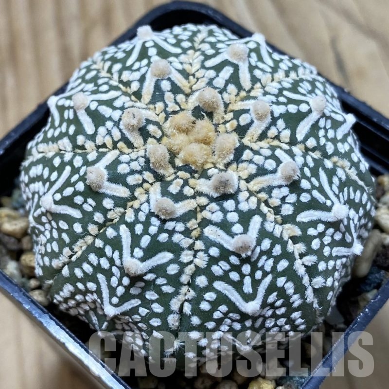 SH24501 Astrophytum asterias ‘Super Kabuto’ V-type