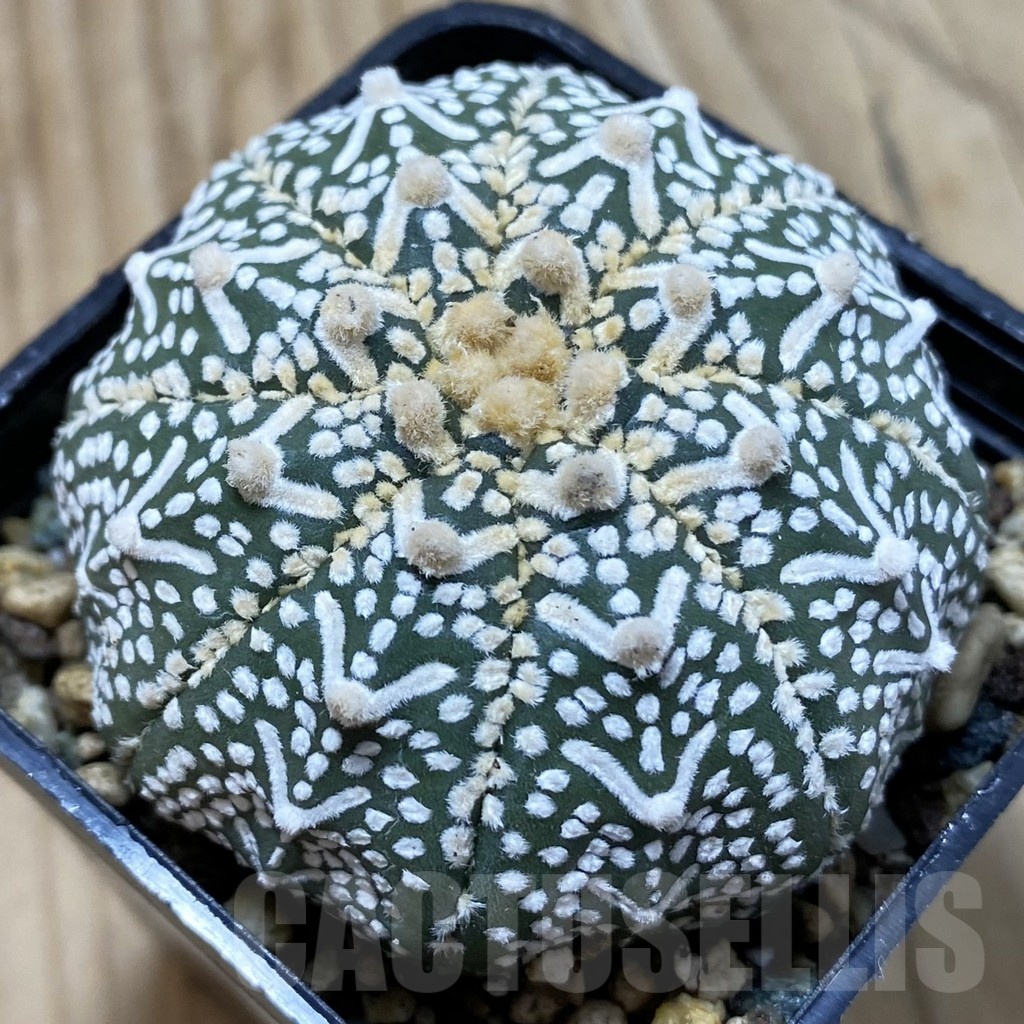 SH24501 Astrophytum asterias ‘Super Kabuto’ V-type