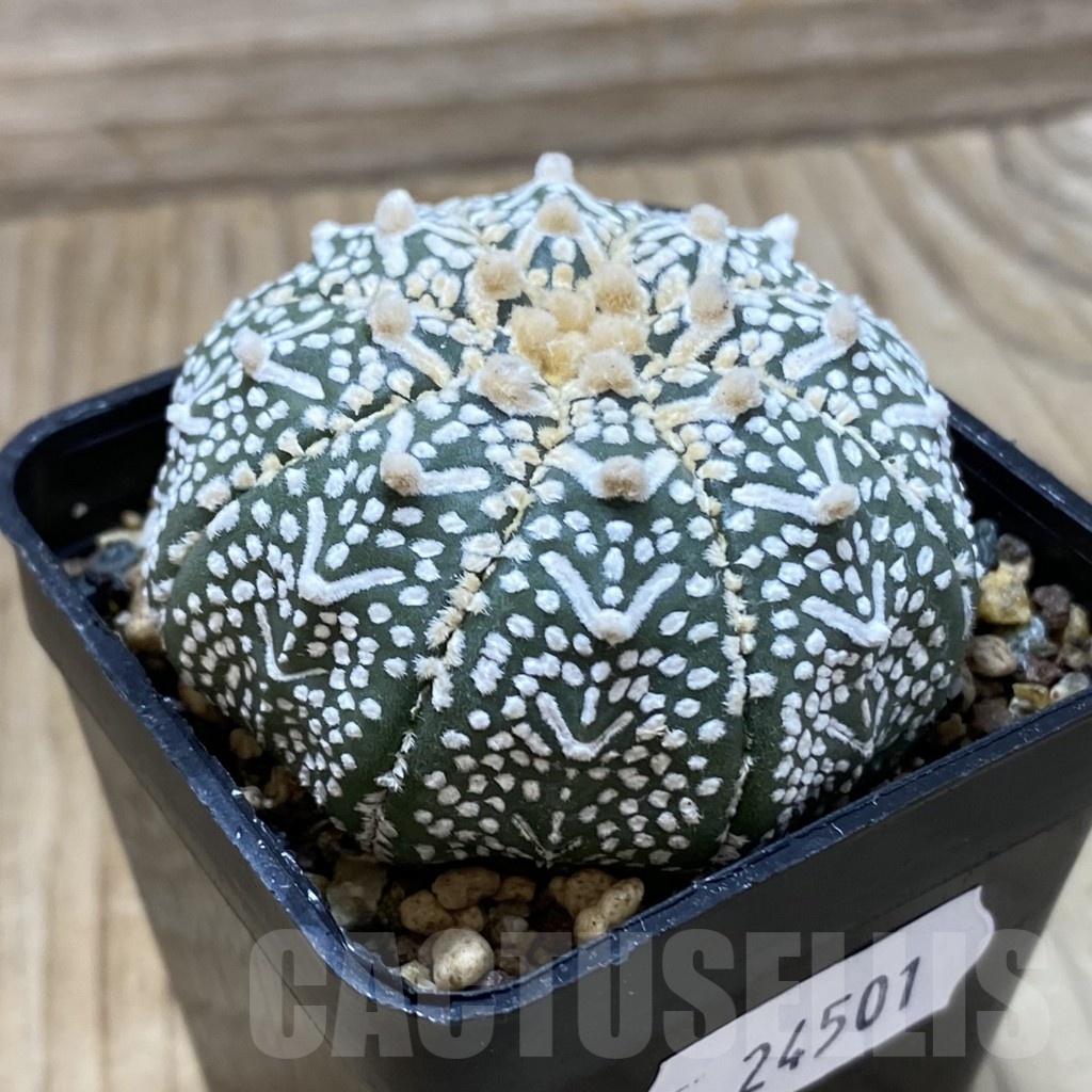 SH24501 Astrophytum asterias ‘Super Kabuto’ V-type – Image 2