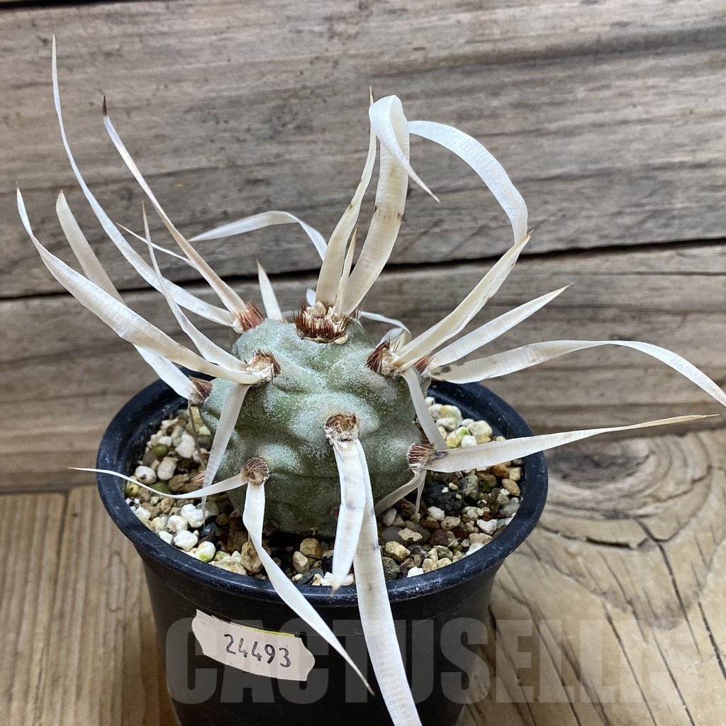SH24493 Tephrocactus articulatus v. papyracanthus - Image 2