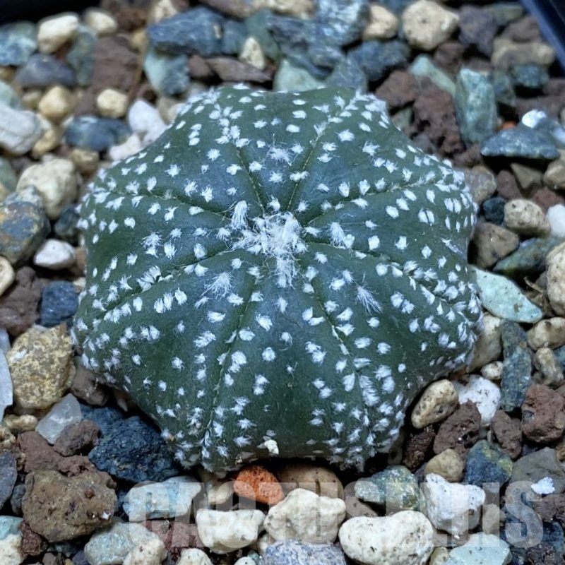 SH24503 Astrophytum asterias ‘Star Shape’