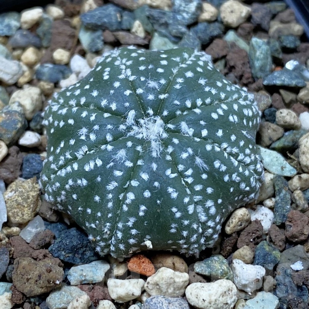 SH24503 Astrophytum asterias ‘Star Shape’