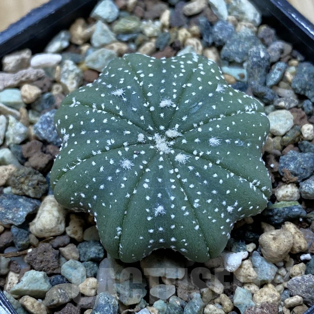 SH24504 Astrophytum asterias ‘Star Shape’