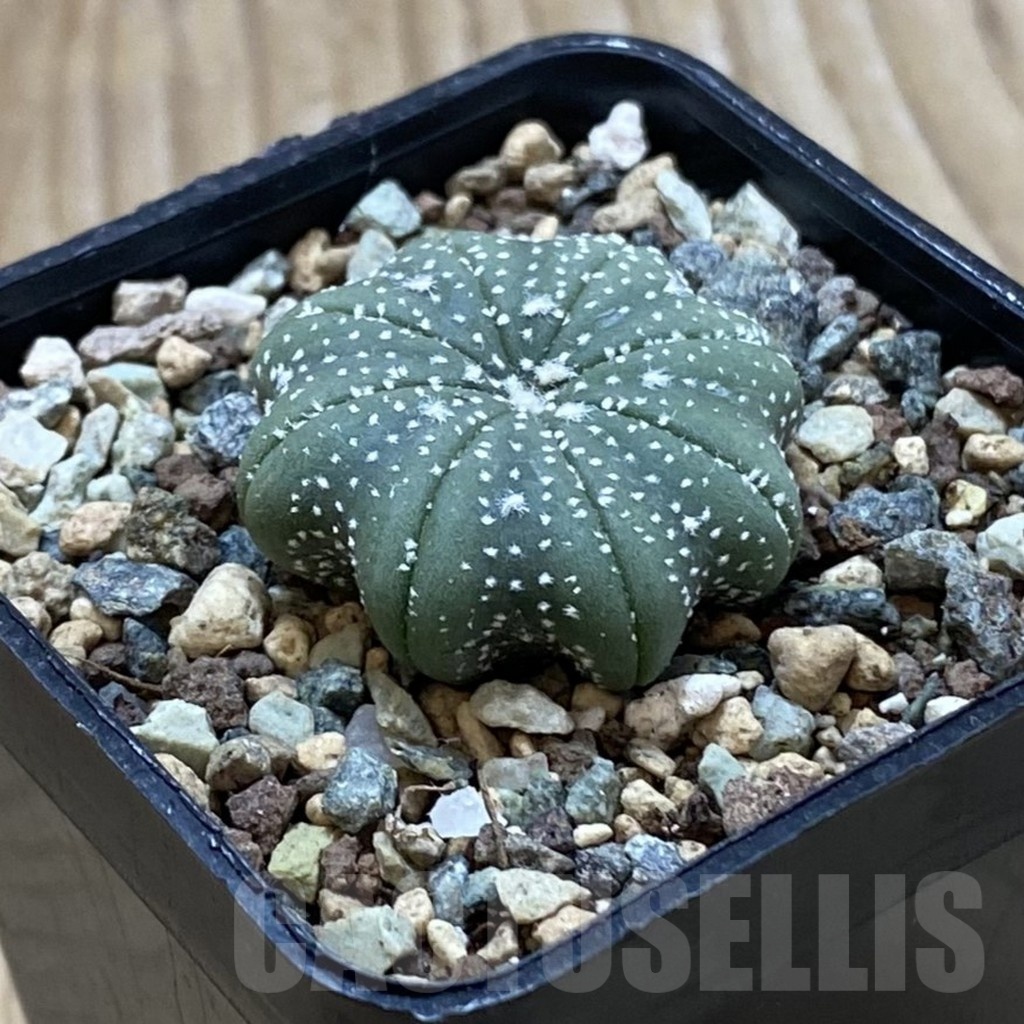 SH24504 Astrophytum asterias ‘Star Shape’ - Imagen 2