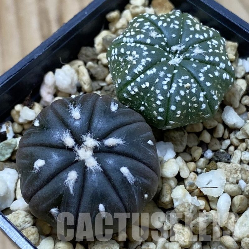 SH24505 Astrophytum asterias ‘Star Shape’+‘Purple Skin’