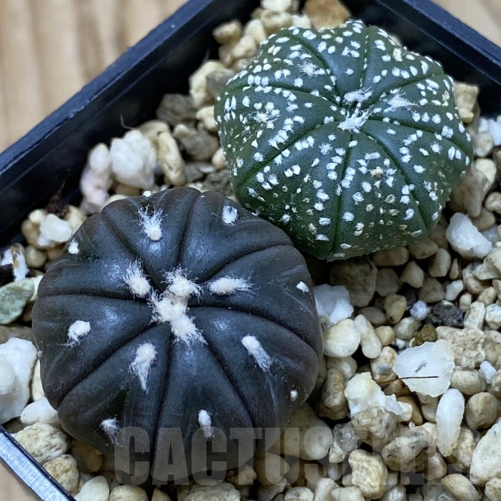 SH24505 Astrophytum asterias ‘Star Shape’+‘Purple Skin’