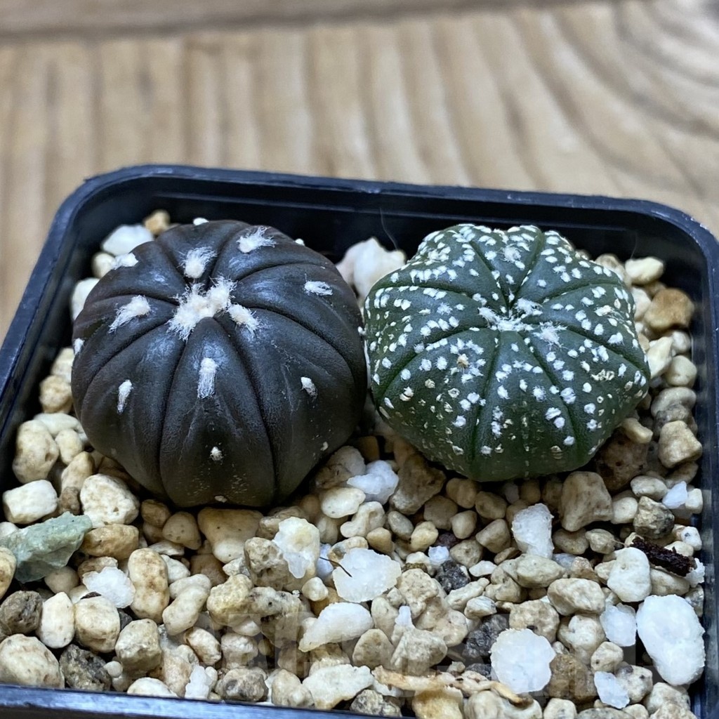 SH24505 Astrophytum asterias ‘Star Shape’+‘Purple Skin’ - immagine 2