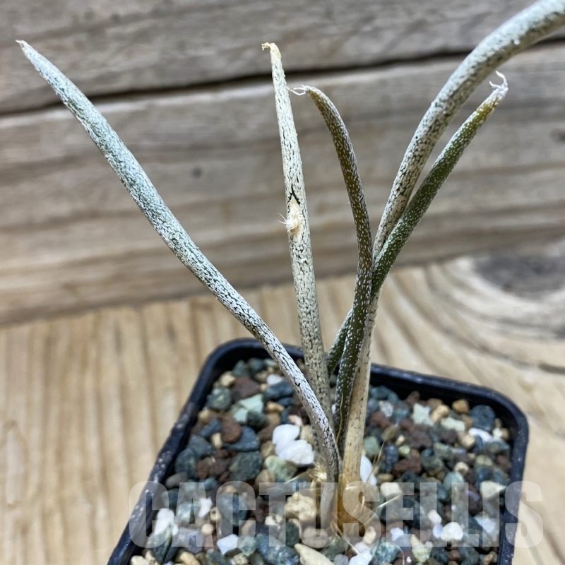 SH24506 Astrophytum caput-medusae