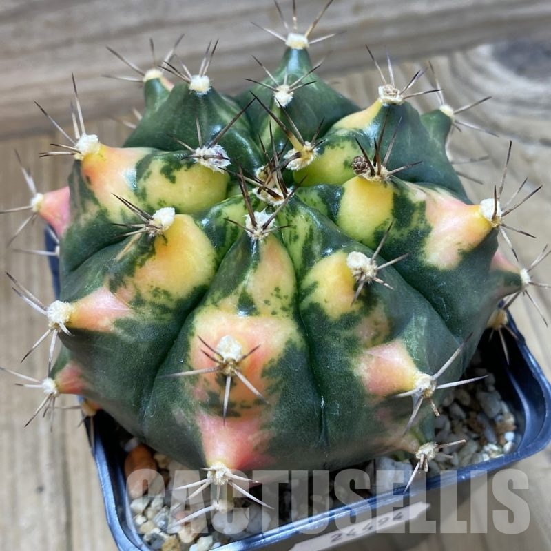 SH24494 Gymnocalycium mihanovichii f. variegata, seedling