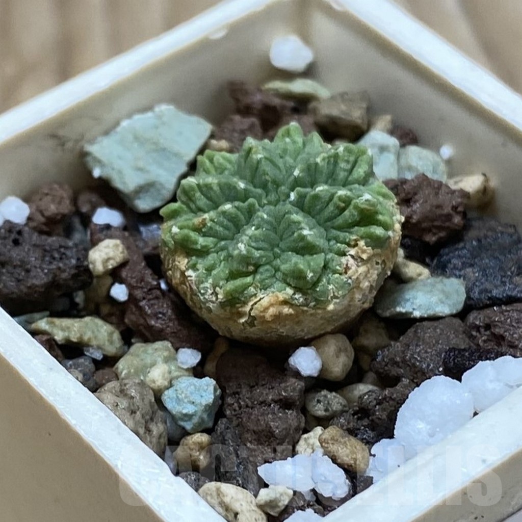 SH24509 Aztekium ritteri GCG 12629 - Obrázek 2