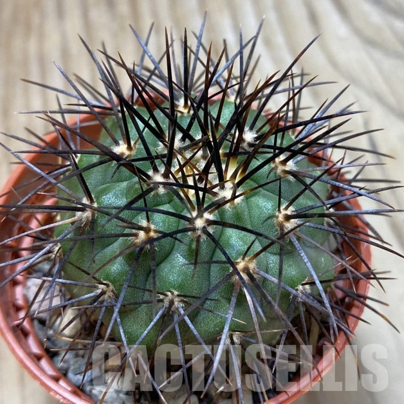 SH24510 Copiapoa longistaminea, grafted