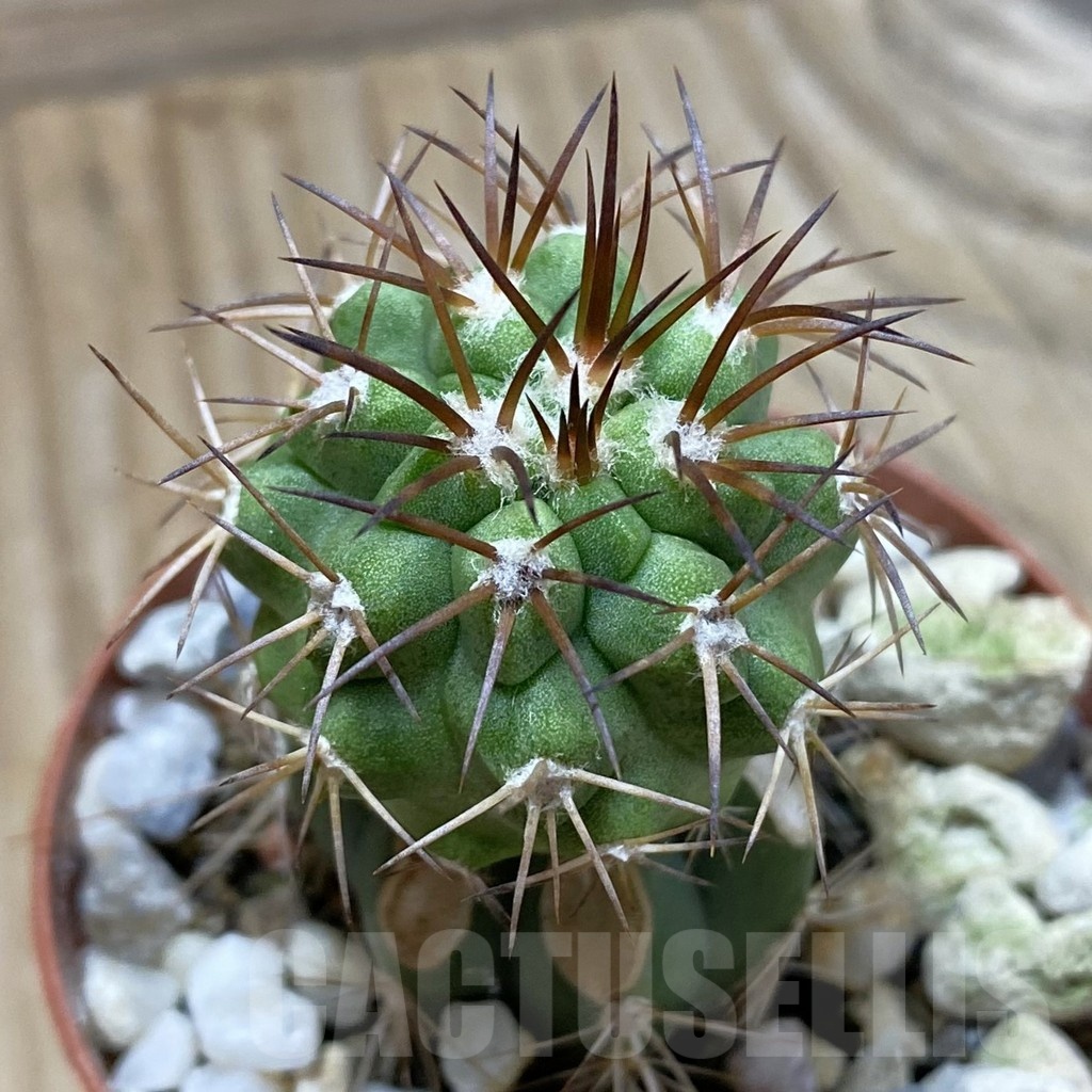 SH24511 Copiapoa vallenarensis SL 61-24, grafted