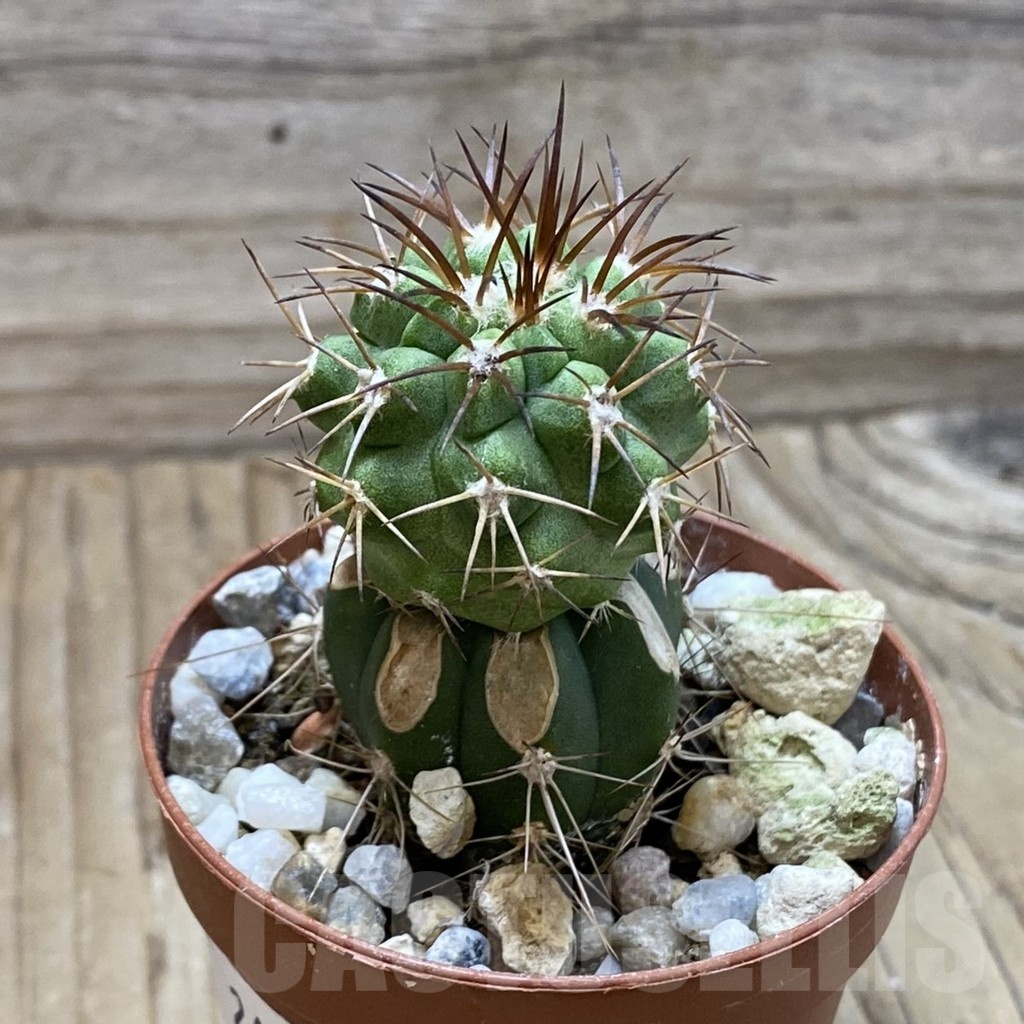 SH24511 Copiapoa vallenarensis SL 61-24, grafted - Imagen 2