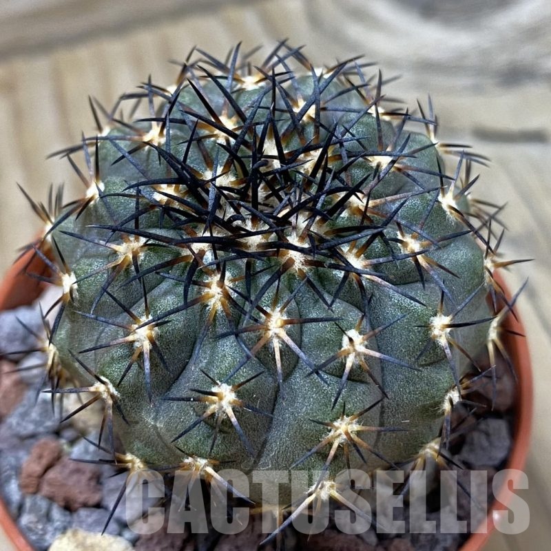 SH24512 Copiapoa calderana SL 19-24, grafted