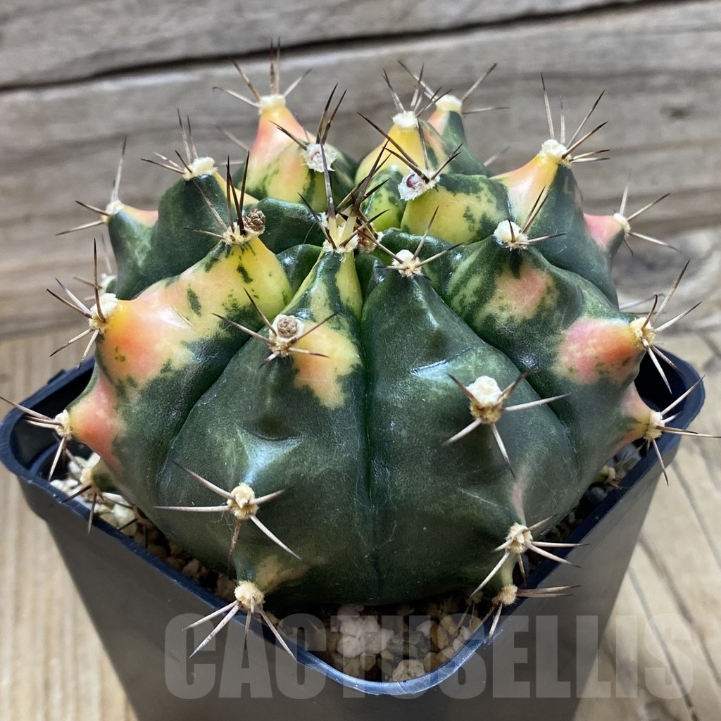 SH24494 Gymnocalycium mihanovichii f. variegata, seedling - 画像 (2)