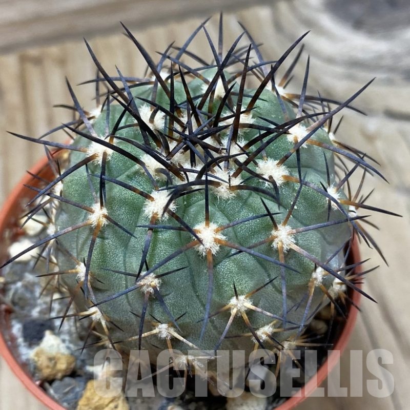 SH24513 Copiapoa calderana SL 19-24, grafted