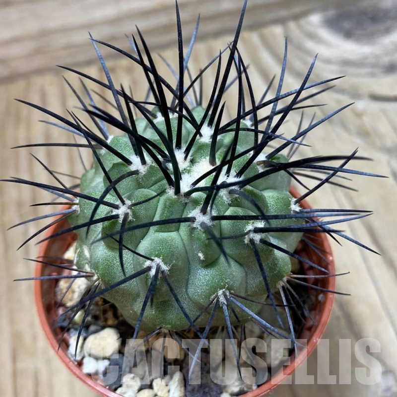 SH24514 Copiapoa dealbata SI-54-24, grafted