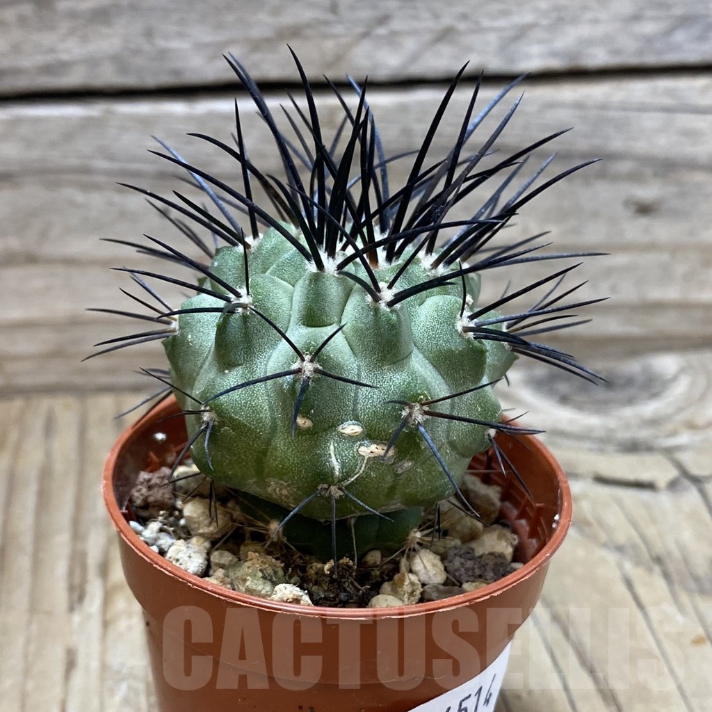 SH24514 Copiapoa dealbata SI-54-24, grafted - immagine 2