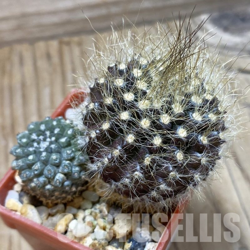 SH24515 Eriosyce heinrichiana JA 01 + Neoporteria villosa