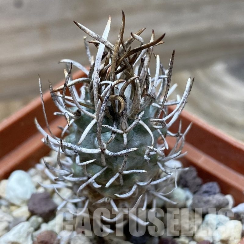 SH24516 Turbinicarpus flaviflorus