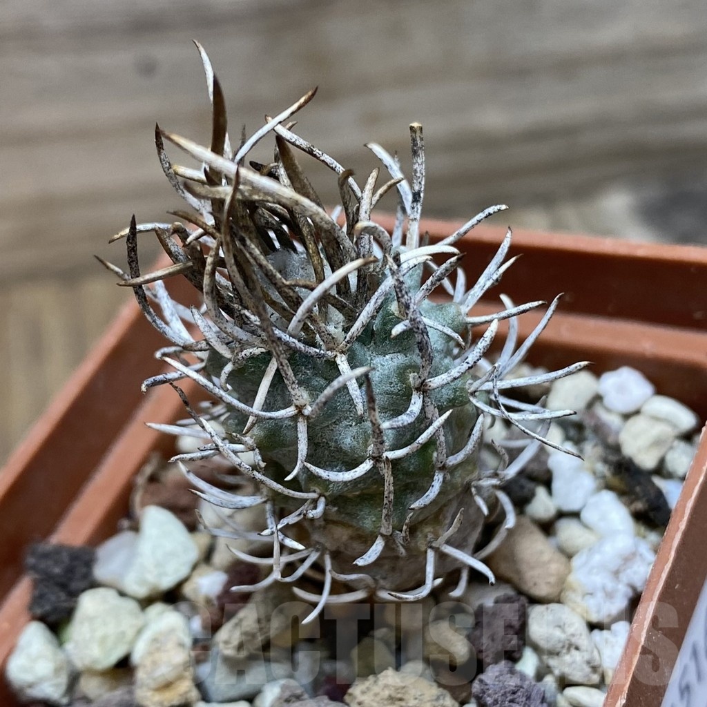 SH24516 Turbinicarpus flaviflorus - Image 2
