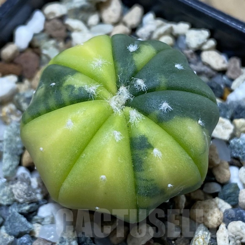 SH24517 Astrophytum asterias f. variegata