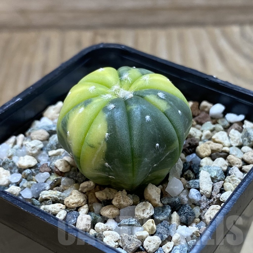 SH24517 Astrophytum asterias f. variegata - immagine 2