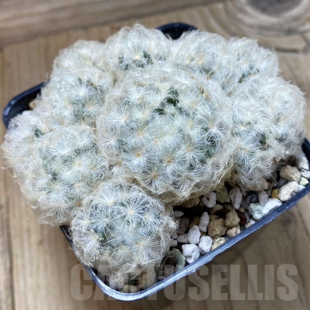 SH24495 Mammillaria plumosa