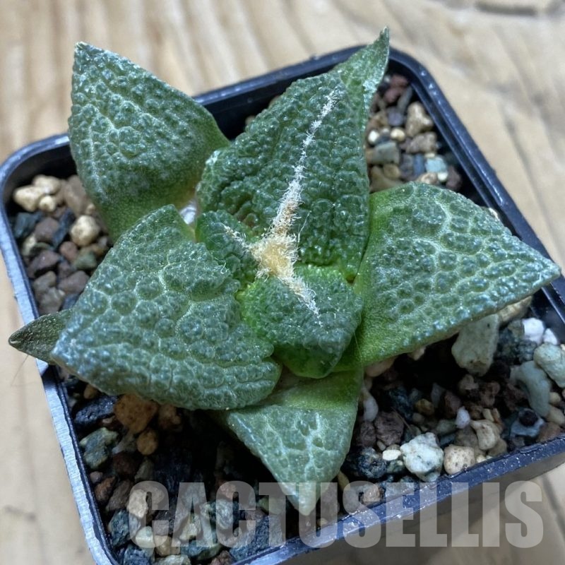SH24519 Ariocarpus fissuratus ‘Godzilla’ hybrid, seedling, own roots