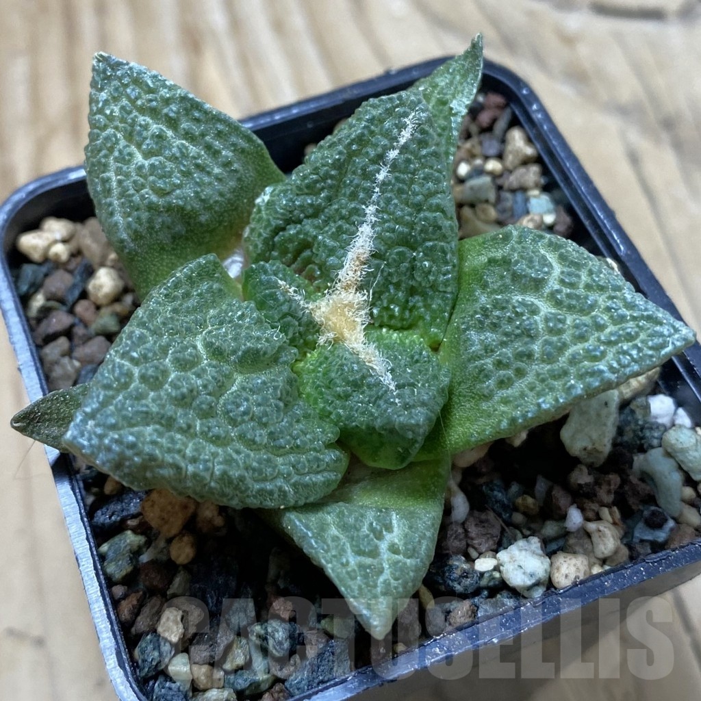 SH24519 Ariocarpus fissuratus ‘Godzilla’ hybrid, seedling, own roots