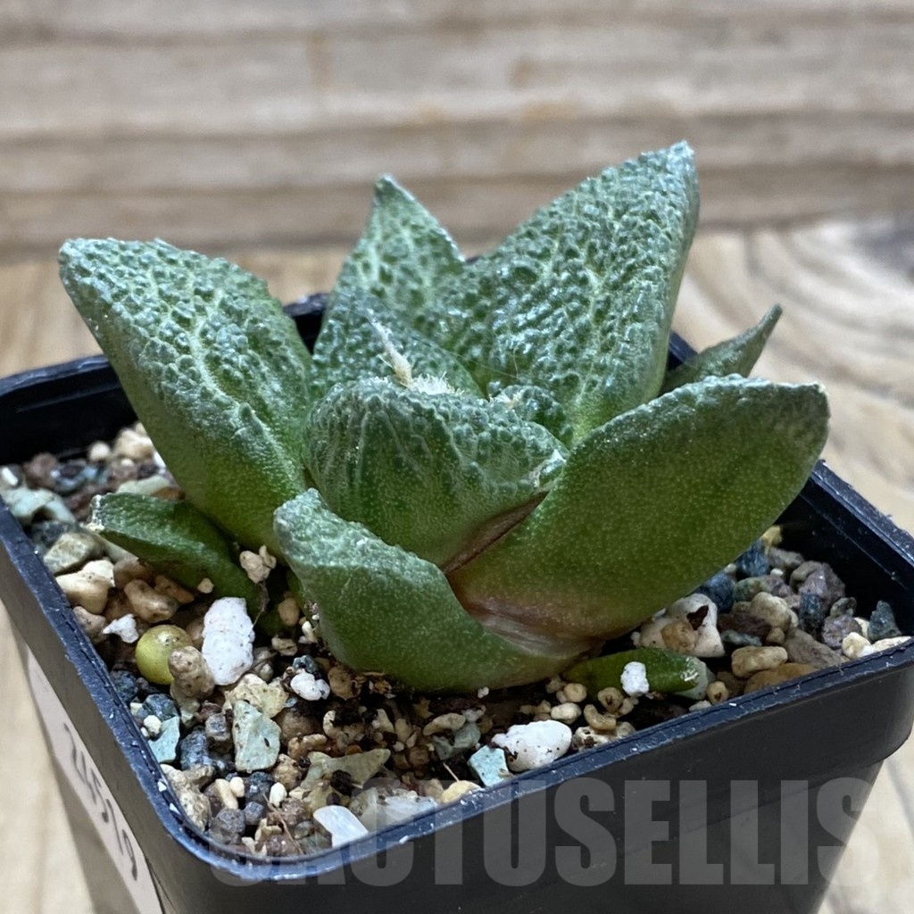 SH24519 Ariocarpus fissuratus ‘Godzilla’ hybrid, seedling, own roots - immagine 2