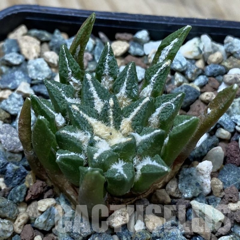 SH24521 Ariocarpus kotschoubeyanus hybrid, own roots