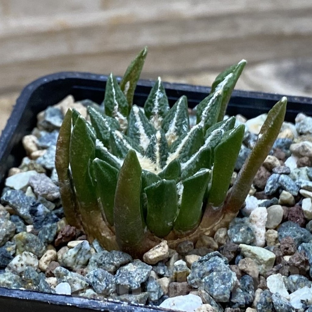 SH24521 Ariocarpus kotschoubeyanus hybrid, own roots – Bild 2