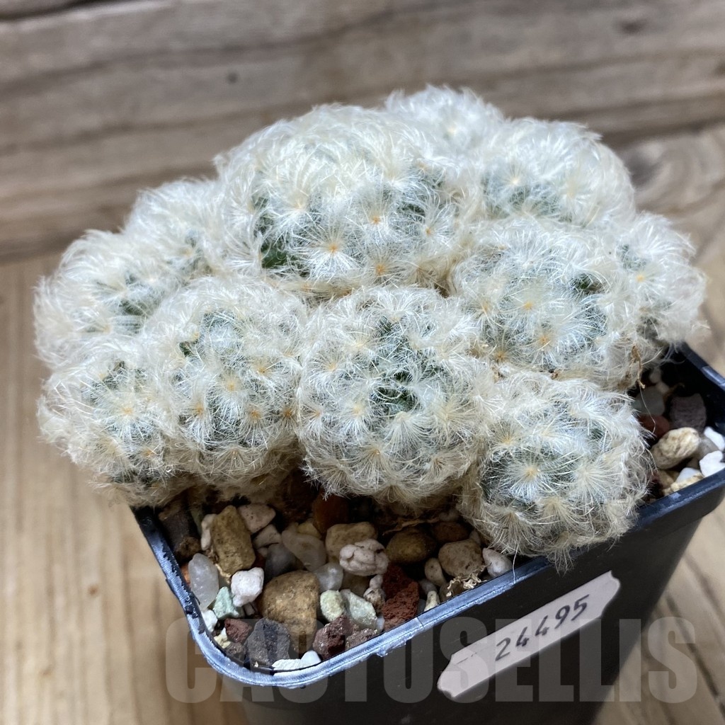 SH24495 Mammillaria plumosa - Imagen 2