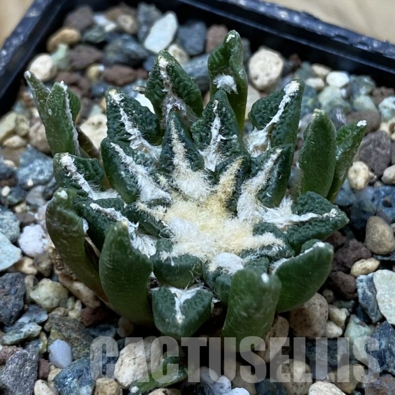 SH24522 Ariocarpus kotschoubeyanus hybrid, own roots