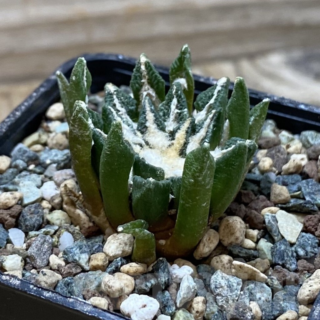 SH24522 Ariocarpus kotschoubeyanus hybrid, own roots – Image 2