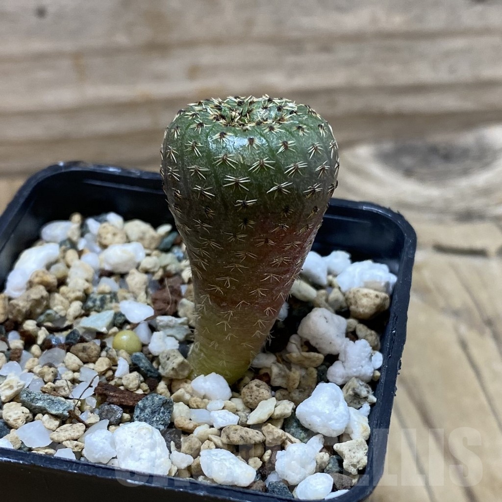 SH24523 Frailea phaeodisca - Image 2