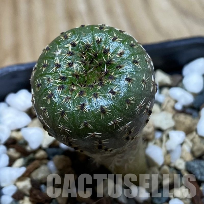 SH24523 Frailea phaeodisca