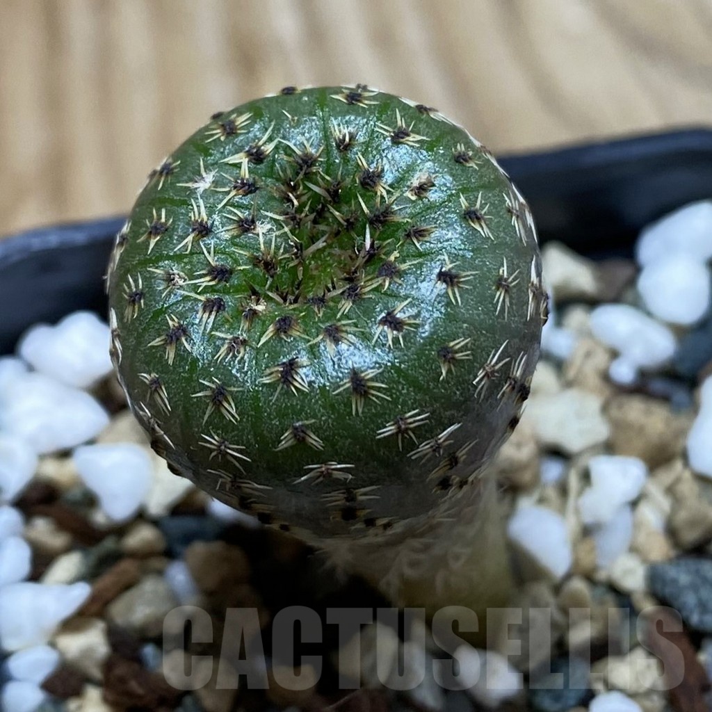 SH24523 Frailea phaeodisca